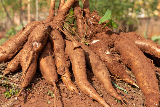 Cassava Entrepreneurship 