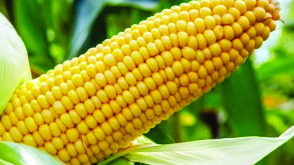 Maize Entrepreneurship Course Outline