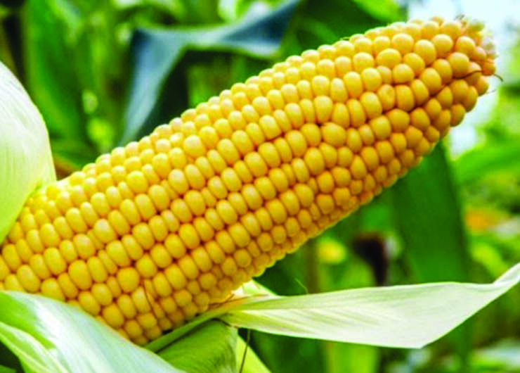 Maize Entrepreneurship Course Outline