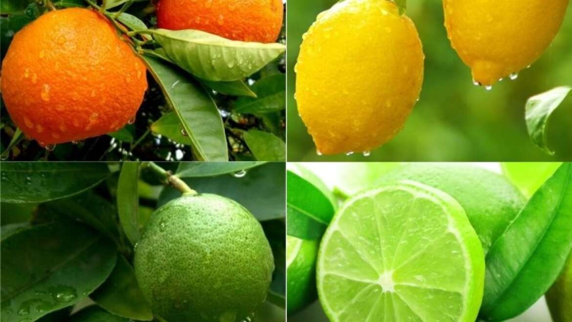 Citrus (Orange, Mandarin, and Lemon/Lime) Entrepreneurship Course Outline