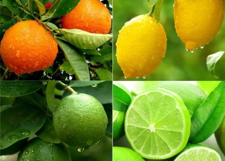 Citrus (Orange, Mandarin, and Lemon/Lime) Entrepreneurship Course Outline